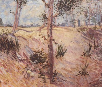Vincent Van Gogh Trees in a Field on a Sunny Day (nn04) China oil painting art